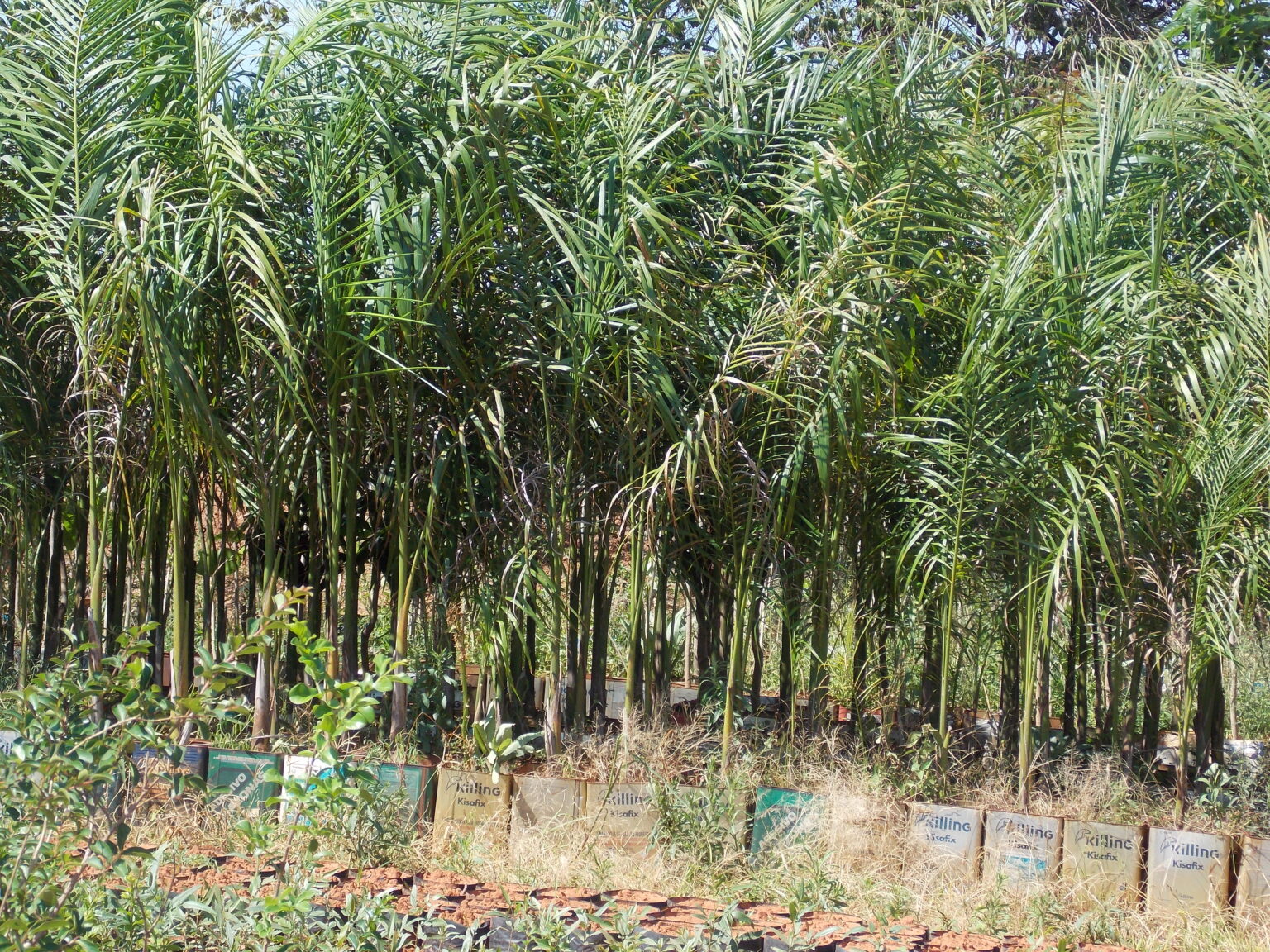 Plantas ornamentais