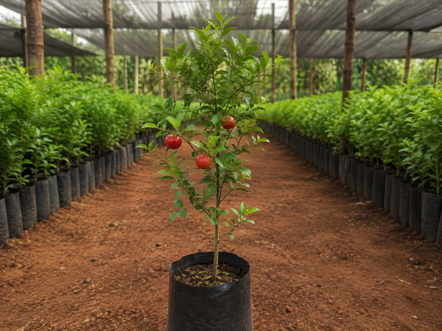 Muda de Acerola no viveiro da Mudas Silva