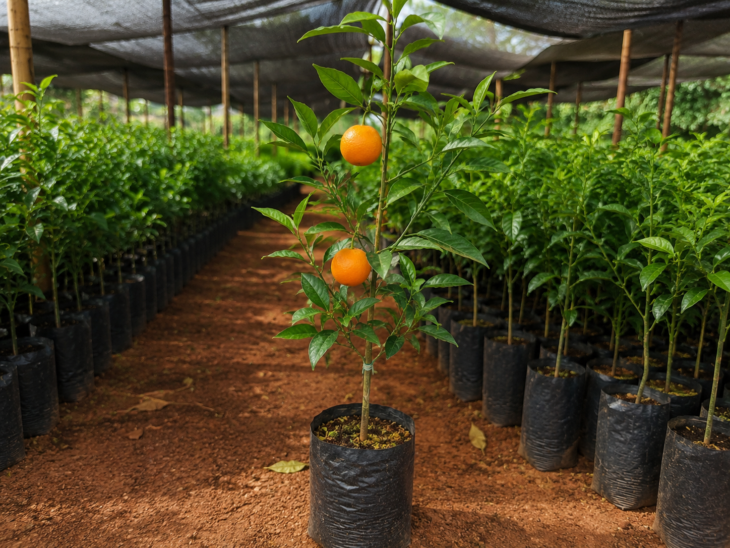 Muda de Laranja Pera no viveiro da Mudas Silva