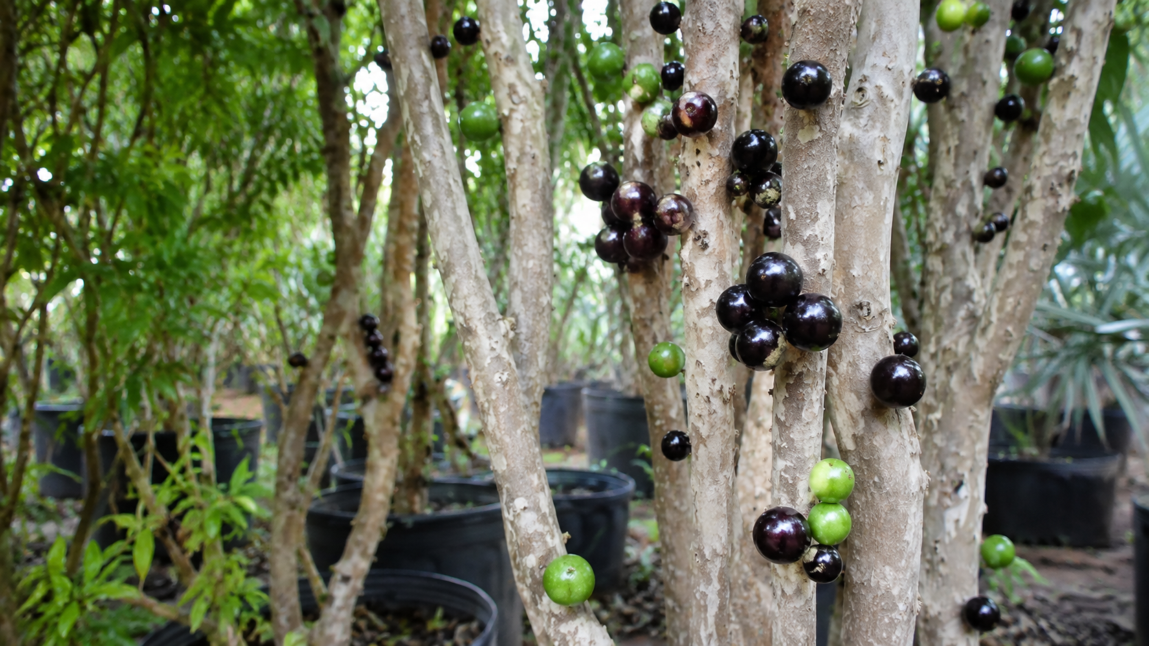 Jabuticabeiras com frutos no viveiro da Mudas Silva