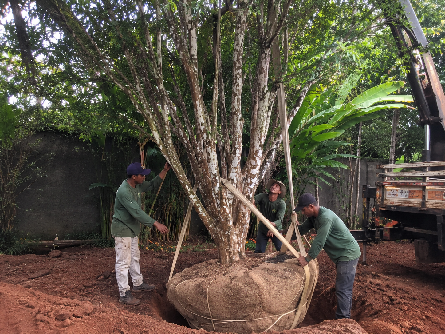 Implantação de jabuticabeira adulta